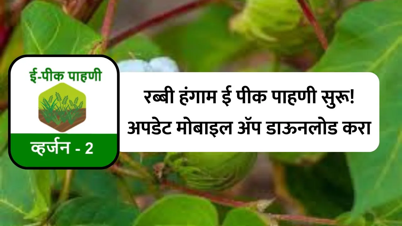 e-peek pahani rabi season : रब्बी हंगाम ई पीक पाहणी सुरू! अपडेट मोबाइल ॲप डाऊनलोड करा